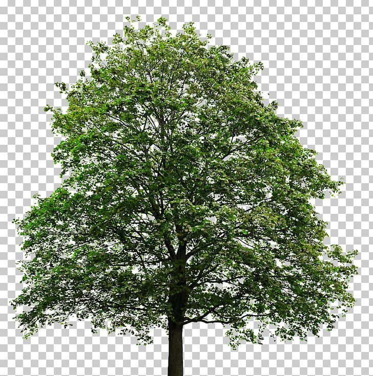 Acer Macrophyllum Silver Maple Tree Stock Photography Maple Leaf PNG ...