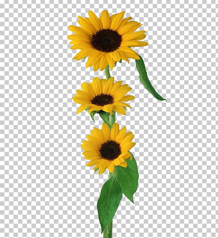 Desktop PNG, Clipart, Annual Plant, Brush, Computer Icons, Cut Flowers, Daisy Free PNG Download