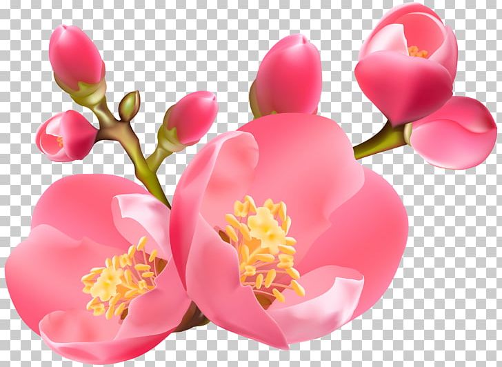 Diagram PNG, Clipart, Blossom, Chart, Diagram, Download, Flower Free PNG Download