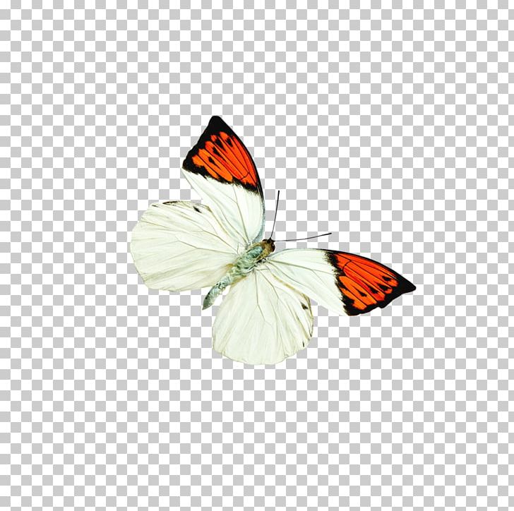 Monarch Butterfly Insect Pieridae PNG, Clipart, Animals, Antenna, Arthropod, Brush Footed Butterfly, Butterflies Free PNG Download
