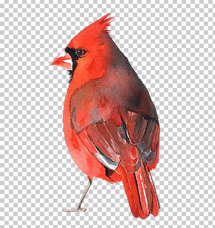 Arizona Cardinals St. Louis Cardinals Northern Cardinal Watercolor Painting PNG, Clipart, Arizona Cardinals, Art, Beak, Bird, Cardinal Free PNG Download
