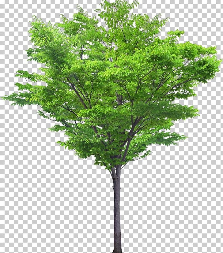 Black Locust Tree Portable Network Graphics Southern Magnolia PNG, Clipart, Black Locust, Branch, Leaf, Locusts, Magnolia Free PNG Download