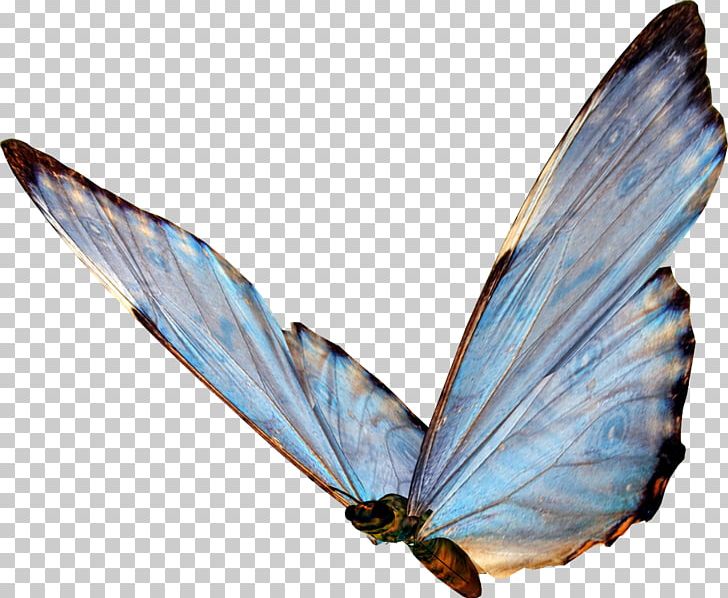 Butterfly Papillon Dog Insect PNG, Clipart, Animal, Arthropod, Bug, Butterflies, Butterflies And Moths Free PNG Download