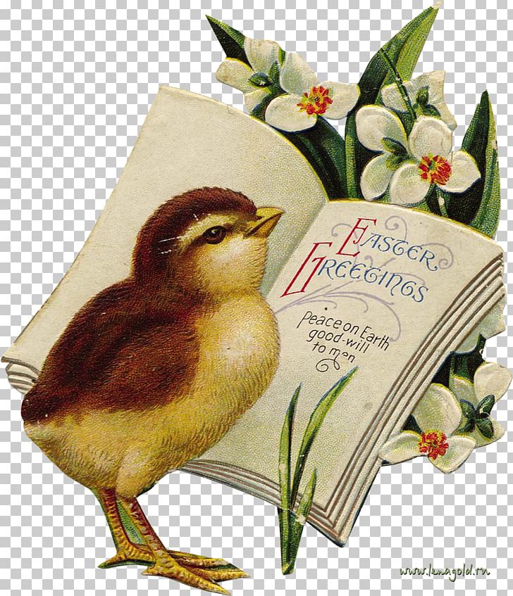 Easter Bunny Easter Egg Easter Postcard PNG, Clipart, Beak, Bird, Christmas, Easter, Easter Bunny Free PNG Download