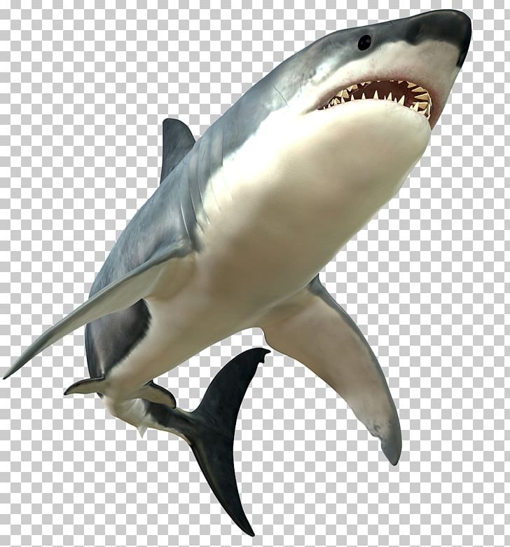 Great White Shark Bull Shark PNG, Clipart, Animals, Background White, Big, Big Ben, Big Sale Free PNG Download