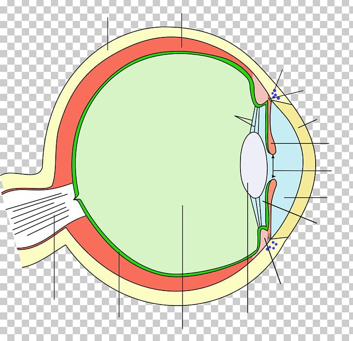 Human Eye Iris Pupil Ciliary Body PNG, Clipart, Anatomy, Angle, Area, Choroid, Ciliary Body Free PNG Download