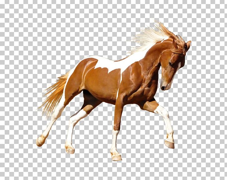 Mane Mustang Stallion Foal Colt PNG, Clipart, Animal Figure, At Resimleri, Bridle, Color, Colt Free PNG Download