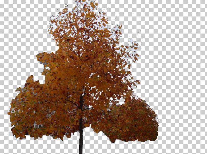 Maple Ginkgo Biloba Christmas Tree Deciduous PNG, Clipart, Arvores, Autumn, Branch, Christmas, Christmas Tree Free PNG Download