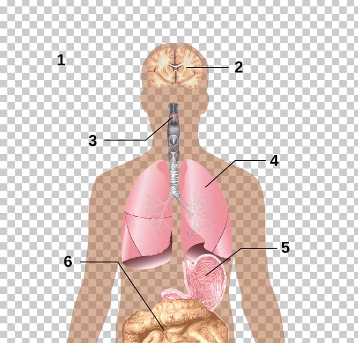 2009 Flu Pandemic Swine Influenza Centers For Disease Control And Prevention Pig Influenza A Virus Subtype H1N1 PNG, Clipart, Abdomen, Angle, Animals, Arm, Disease Free PNG Download