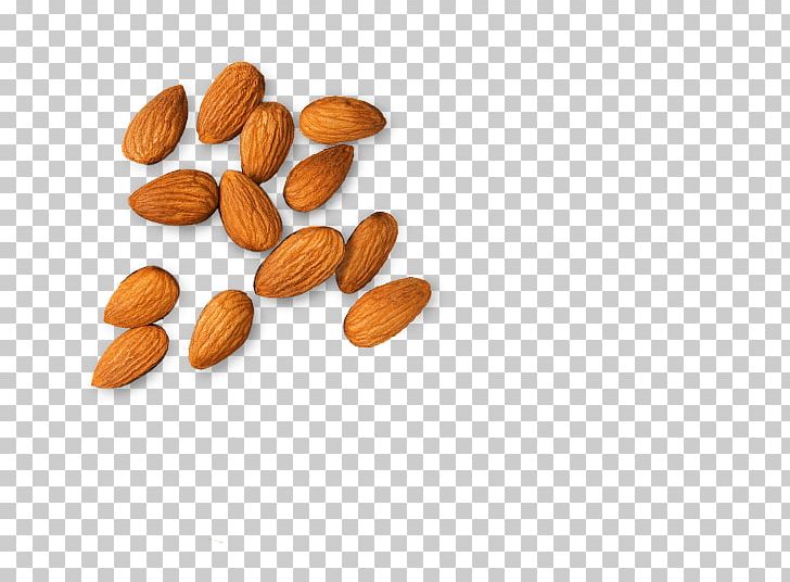 Almond PNG, Clipart, Almond Free PNG Download