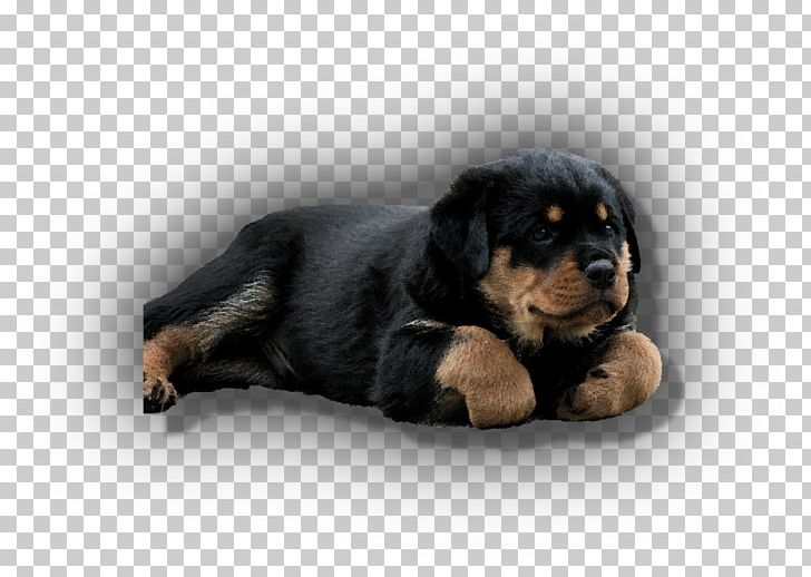 Rottweiler Puppy Companion Dog Dog Breed Snout PNG, Clipart, Animals, Breed, Bulldogs, Carnivoran, Companion Dog Free PNG Download