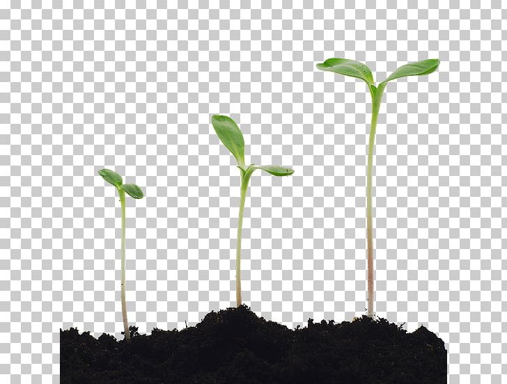 Stock Photography Plant Seedling Common Sunflower Germination PNG, Clipart, Common Sunflower, Cotyledon, Food Drinks, Germination, Grass Free PNG Download