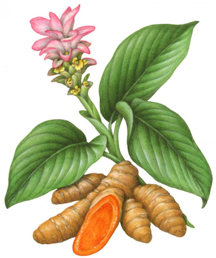 Turmeric Plant Herb Botanical Illustration PNG, Clipart, Botanical Illustration, Botany, Commodity, Flower, Food Free PNG Download