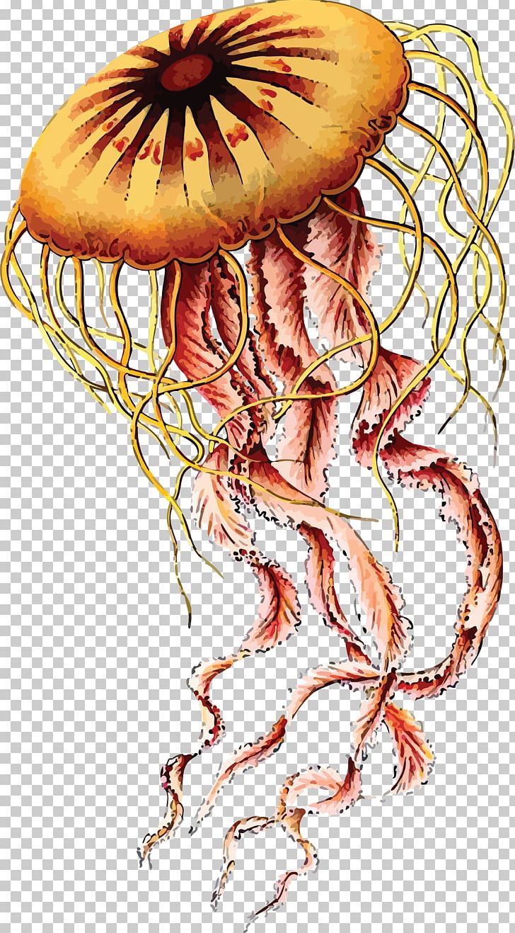 Art Forms In Nature Jellyfish Biologist Recapitulation Theory PNG, Clipart, Animal Art, Art, Art Forms In Nature, Artist, Biological Illustration Free PNG Download