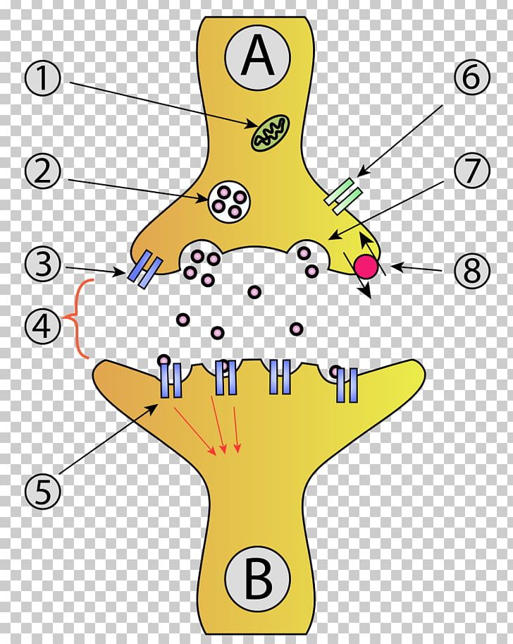 Chemical Synapse Neuron Synaptic Vesicle Axon PNG, Clipart, Action Potential, Anatomy, Angle, Area, Axon Terminal Free PNG Download