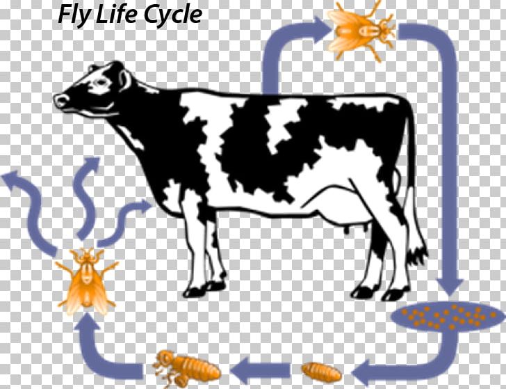 Dairy Cattle The Life Cycle Of A Cow Horn Fly PNG, Clipart, Animal Figure, Biological Life Cycle, Cattle, Cattle Like Mammal, Cow Goat Family Free PNG Download