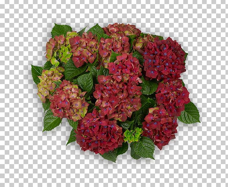 Hydrangea Schloss Wackerbarth Cut Flowers Pink PNG, Clipart, Amaranth Family, Annual Plant, Blue, Cornales, Cut Flowers Free PNG Download