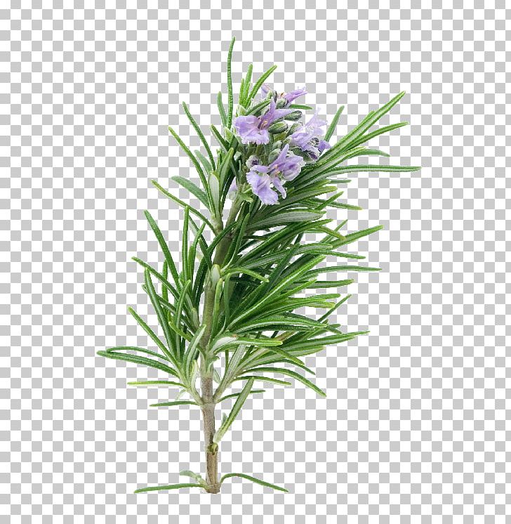 Rosemary Herb Essential Oil Plant Porchetta PNG, Clipart, Chives, Common Sage, Essential Oil, Extracts, Flower Free PNG Download
