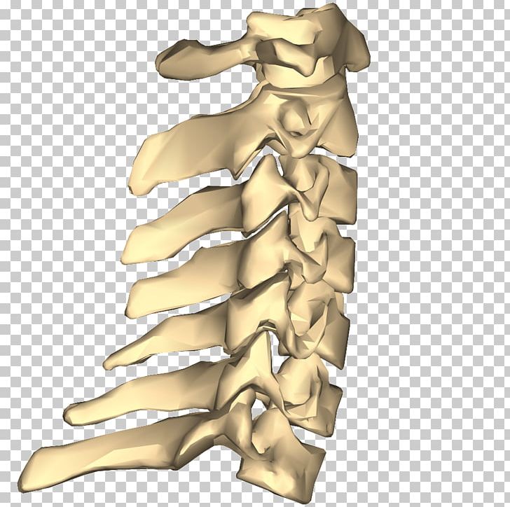 Vertebral Column Cervical Vertebrae Anatomy Lumbar Vertebrae PNG, Clipart, Anatomy, Atlas, Bone, Brass, Cervical Spine Disorder Free PNG Download