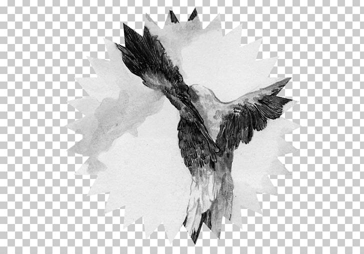 Bald Eagle Beak Feather PNG, Clipart, Animals, Bald Eagle, Beak, Bird, Bird Of Prey Free PNG Download