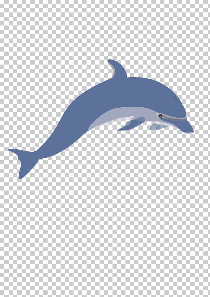 Common Bottlenose Dolphin Tucuxi PNG, Clipart, Animals, Beak, Bottlenose Dolphin, Cetacea, Common Bottlenose Dolphin Free PNG Download