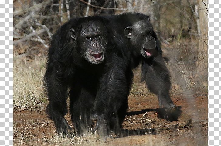 Common Chimpanzee Gorilla Monkey Chimps Inc. Ngamba Island Chimpanzee Sanctuary PNG, Clipart, Animal, Animals, Baby Chimpanzee, Chimpanzee, Common Chimpanzee Free PNG Download