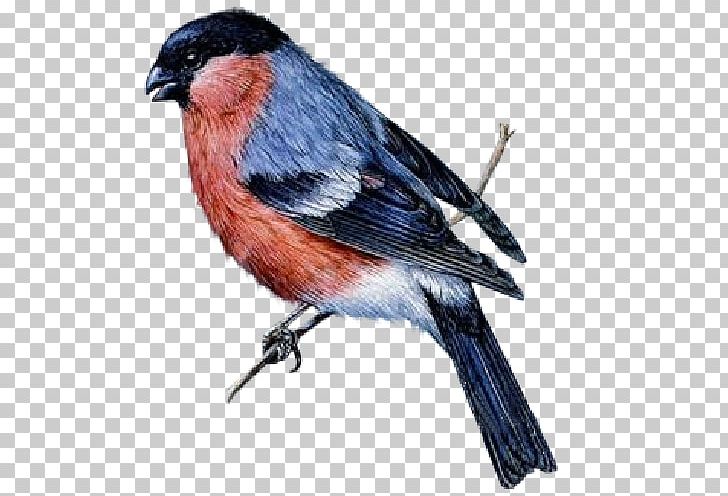 Dominican Republic Birds Editing PNG, Clipart, Animals, Beak, Bird, Bluebird, Bullfinch Free PNG Download
