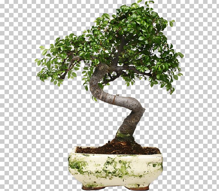 Indoor Bonsai Pinus Thunbergii Japanese Garden Deadwood Bonsai Techniques PNG, Clipart, Bonsai, Bonsai Cultivation And Care, Chinese Elm, Desktop Wallpaper, Flowerpot Free PNG Download