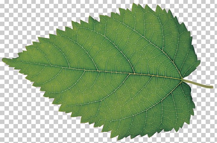 Leaf Silkworm White Mulberry Plant Bladnerv PNG, Clipart, Bladnerv, Deciduous, Elm Family, Fruit Tree, Highspeed Steel Free PNG Download