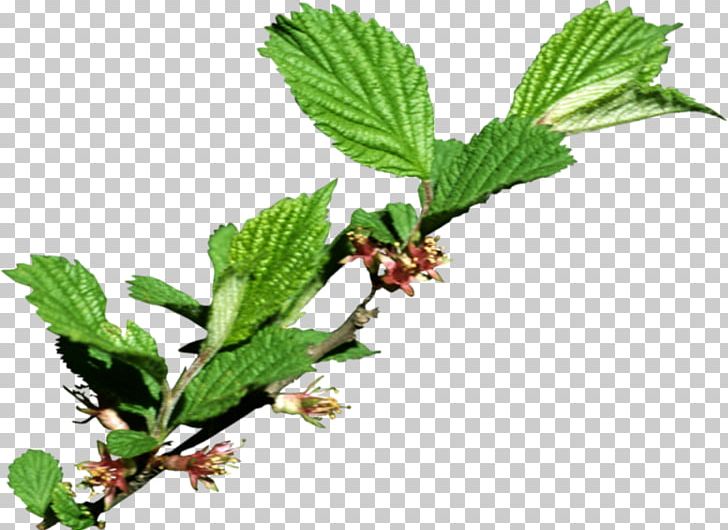 Leaf Tree Branch Red Raspberry PNG, Clipart, Branch, Flower, Herb, Herbal, Herbalism Free PNG Download
