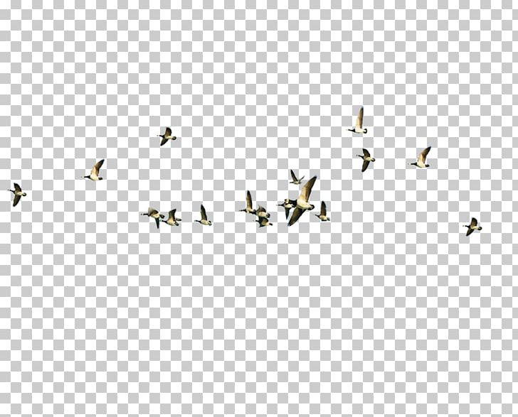 Bird Migration Poster PNG, Clipart, Animal Migration, Beak, Bird, Bird Cage, Bird Flight Free PNG Download