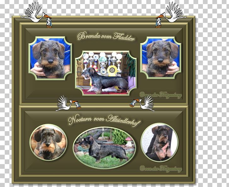 Dog Breed Frames Collage PNG, Clipart, Animals, Breed, Carnivoran, Collage, Dog Free PNG Download