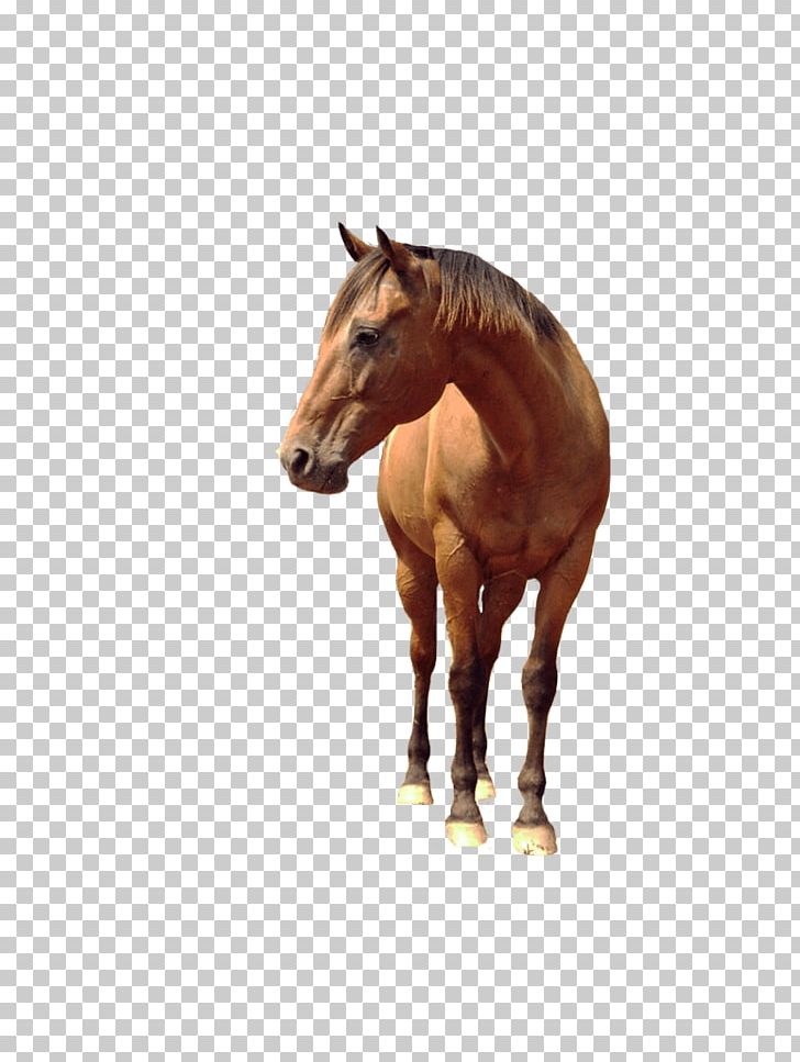 Horse Stallion PNG, Clipart, Animals, Awesome, Desktop Wallpaper, Encapsulated Postscript, Horse Supplies Free PNG Download