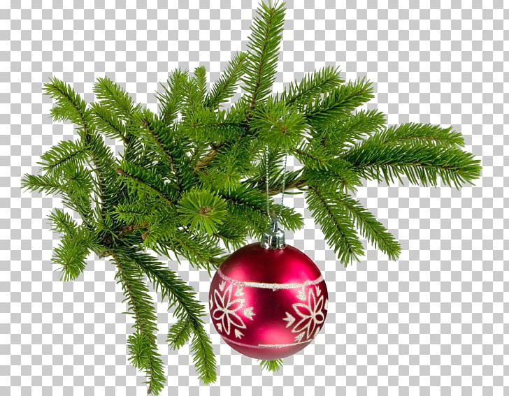 Christmas Tree Nordmann Fir Santa Claus PNG, Clipart, Animaatio, Bombka, Branch, Christmas, Christmas Decoration Free PNG Download