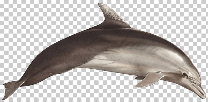 Common Bottlenose Dolphin Short-beaked Common Dolphin Rough-toothed Dolphin Tucuxi Wholphin PNG, Clipart, Activity, Animals, Black Sea, Bottlenose Dolphin, Cetacea Free PNG Download