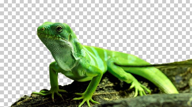 Common Iguanas Saint Petersburg User VKontakte PNG, Clipart, Agamidae, Caramello Beauty Salon, Common Iguanas, Fauna, Grass Free PNG Download