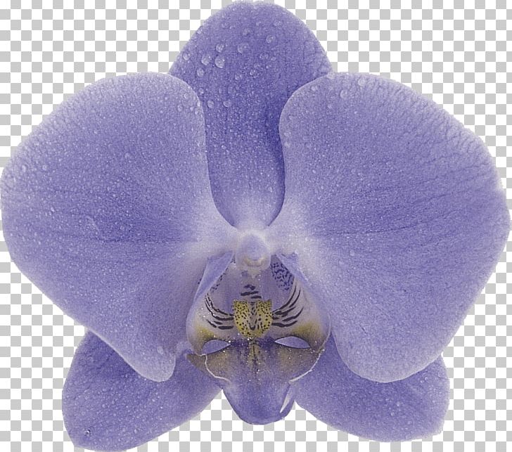 Orchids Phalaenopsis Aphrodite Blue Violet Purple PNG, Clipart, Aqua, Blue, Blue Violet, Color, Flower Free PNG Download