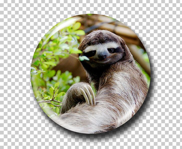 Brown-throated Sloth Koala Evolution Cat PNG, Clipart, Animal, Animals, Brownthroated Sloth, Cat, Cuteness Free PNG Download