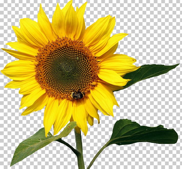 Common Sunflower File Formats Nectar PNG, Clipart, Annual Plant, Blume, Common Sunflower, Daisy Family, Deco Free PNG Download