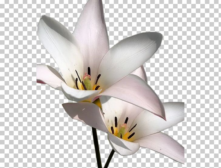 Cut Flowers Petal Plant Stem Tulip PNG, Clipart, Cut Flowers, Flower, Flowering Plant, Flowers, Lilly Free PNG Download