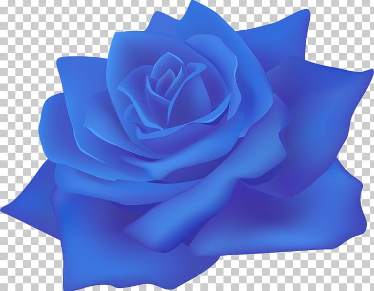 Beach Rose Centifolia Roses Paper Flower Blue Rose PNG, Clipart, Azure, Beach Rose, Blue, Blue Rose, Centifolia Roses Free PNG Download