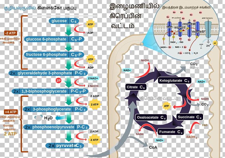 Cellular Respiration Adenosine Triphosphate Electron Transport Chain Aerobic Organism PNG, Clipart, Adenosine Triphosphate, Aerobic Organism, Anaerobic Respiration, Area, Biology Free PNG Download