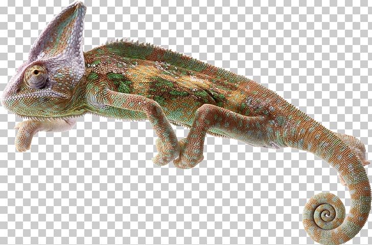 Chameleons Lizard Reptile Common Iguanas PNG, Clipart, Agama, Agamidae, Animal, Animals, Chameleon Free PNG Download