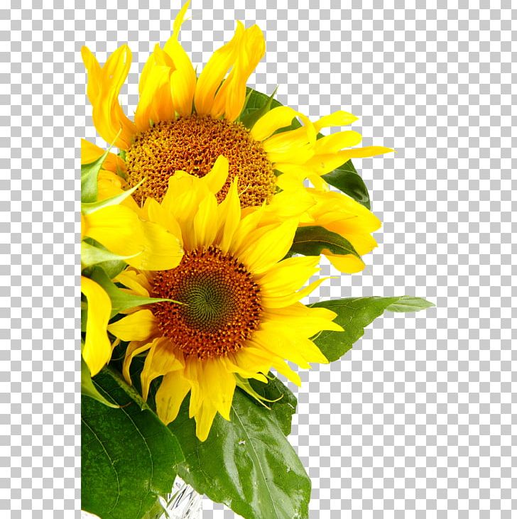 Common Sunflower Daisy Family Sunflower Seed PNG, Clipart, Annual Plant, Asterales, Chrysanthemum, Common Daisy, Common Sunflower Free PNG Download