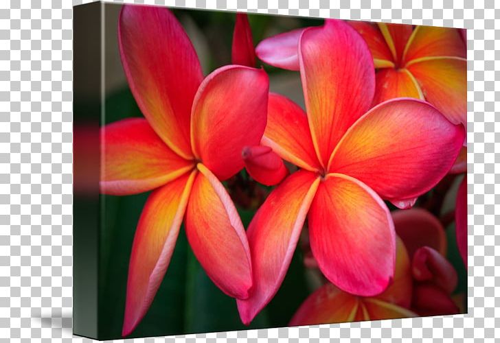Flower Flora Petal Frangipani Canvas Print PNG, Clipart, Artist, Botany, Canvas Print, Closeup, Flora Free PNG Download