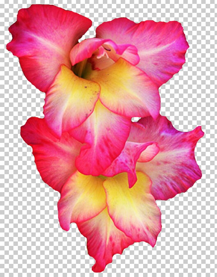 Gladiolus Flower PNG, Clipart, Clip Art, Cut Flowers, Display Resolution, Flower, Flowering Plant Free PNG Download