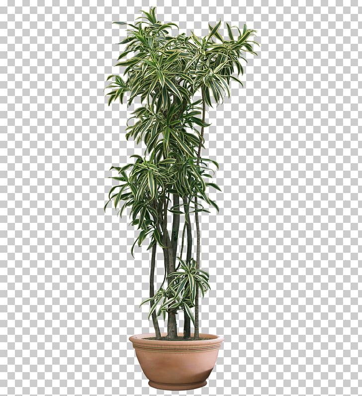 Plant PNG, Clipart, Arecaceae, Arecales, Clip Art, Common Fig, Desktop Wallpaper Free PNG Download