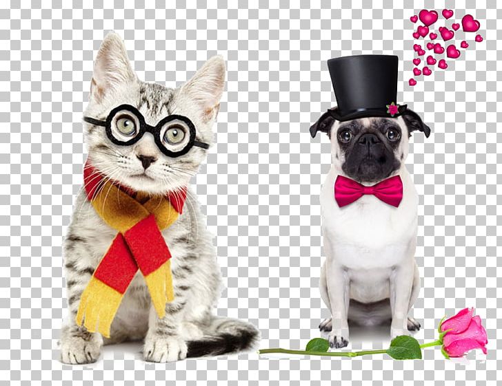 The Cat In The Hat Kitten Dog Felidae PNG, Clipart, Animal, Anime Girl, Bow, Carnivoran, Cat In The Hat Free PNG Download