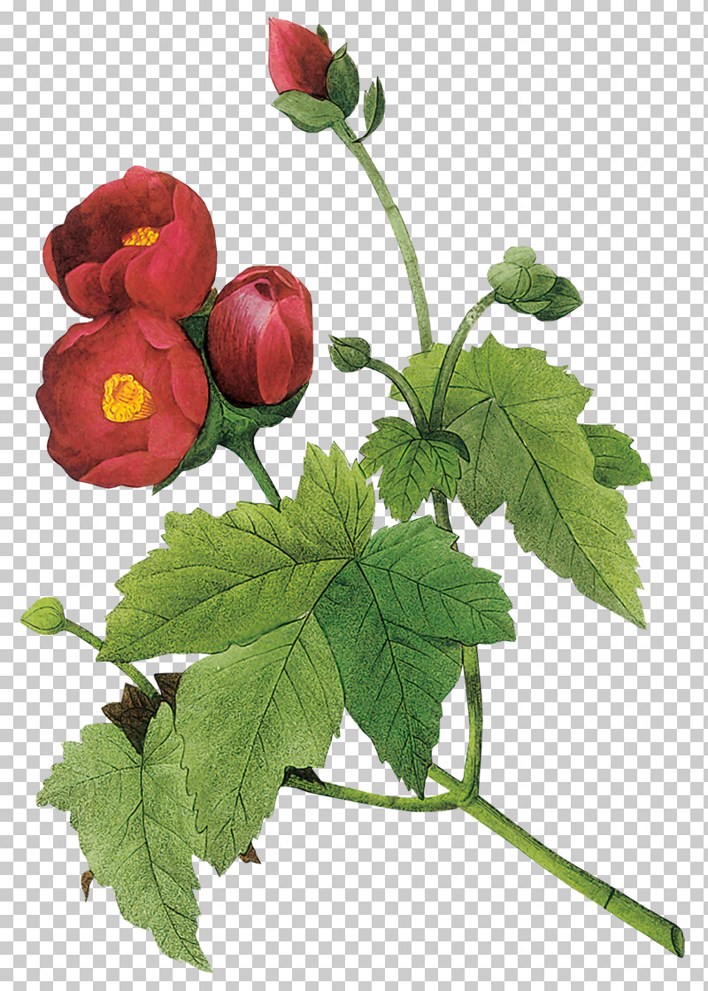 Flower Plant Leaf Bud Plant Stem PNG, Clipart, Bud, Flower, Fruit, Leaf, Plant Free PNG Download