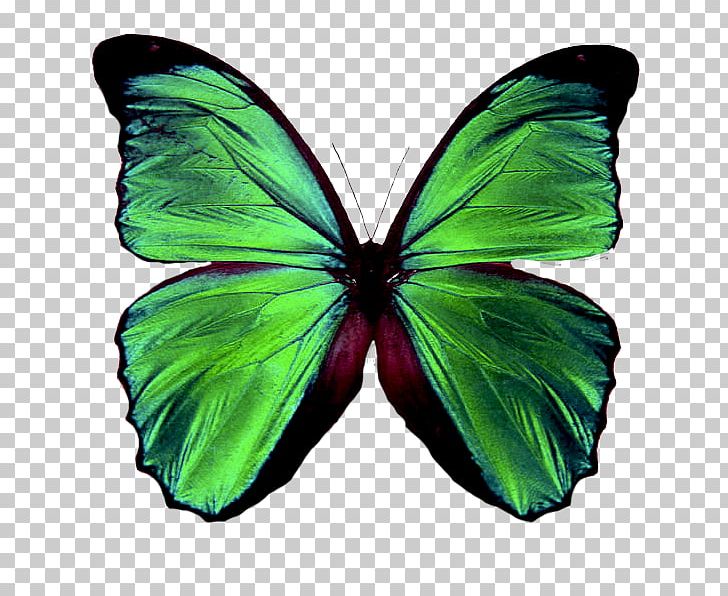Butterfly Insect Green Brush-footed Butterflies Rockingham Psychology PNG, Clipart, Arthropod, Brush Footed Butterfly, Butterflies And Moths, Butterfly, Color Free PNG Download